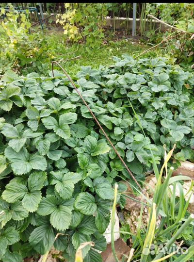 Клубника Гигантелла Максим