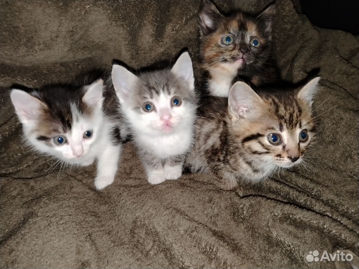 Котята отдам в добрые руки бесплатно