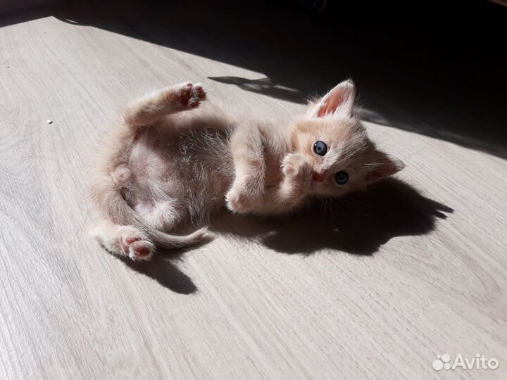 Передержка животных