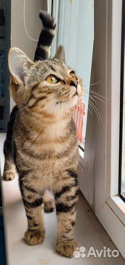 Шотландий клубный скоттиш-страйт котик