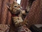 Котёнок чаузи F4 объявление продам