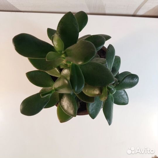 Денежное дерево Толстянка