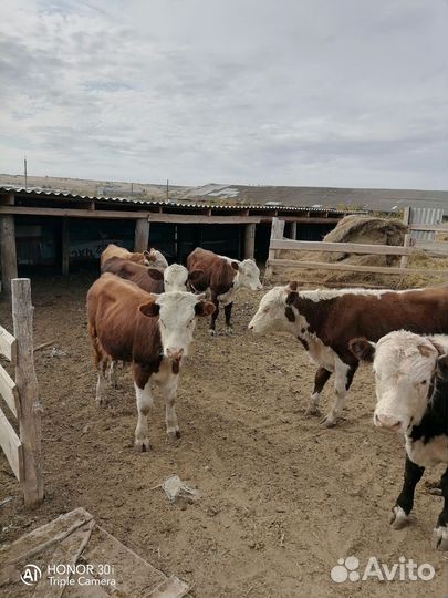 Быки живым весом продать