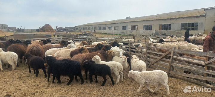 Овцы бараны ягнята оптом