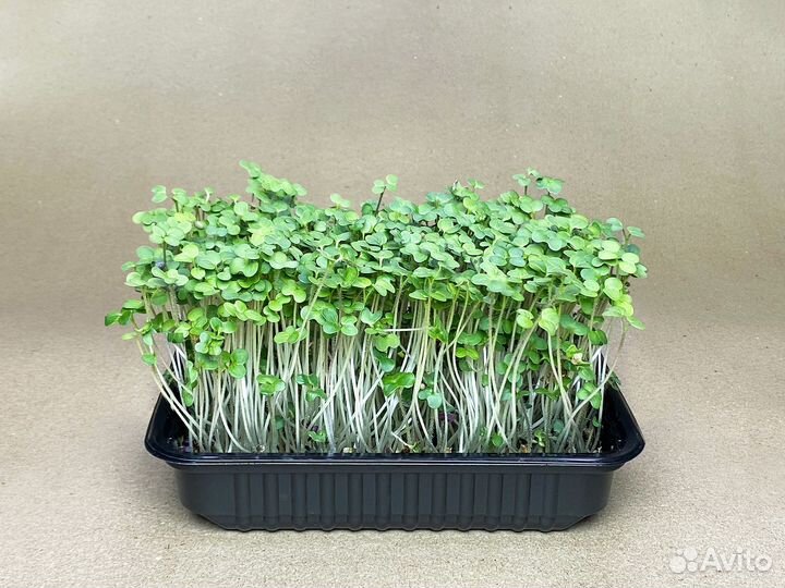 Микрозелень Горчицы