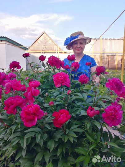 Саженцы пионов