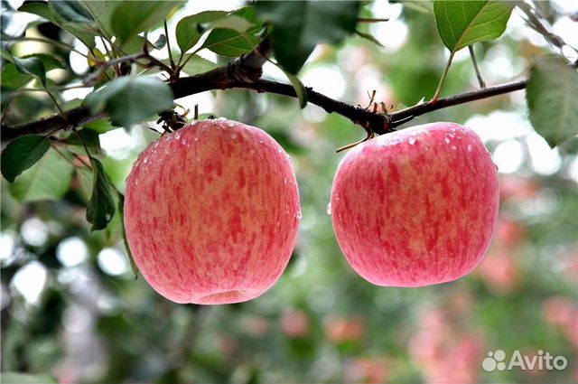Саженцы яблони