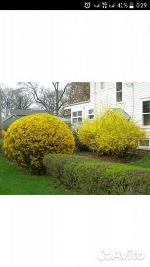 Форзиция(форсайтия)