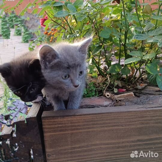 Британские котята