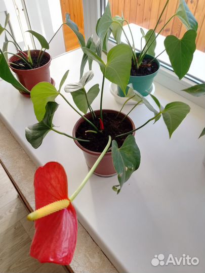 Антуриум красный (мужское счастье)