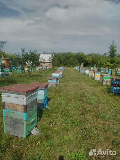 Алтайский мед оптом с личной пасеки