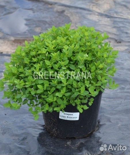 Спирея японская Little Princess/С4 20-30 см
