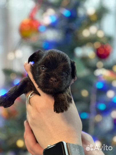 Шоколадные йорки-карапузики