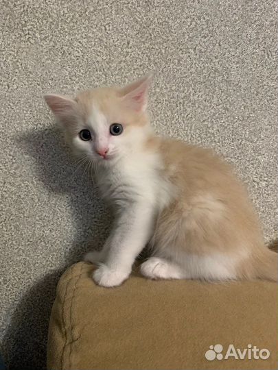 Отдам котят в добрые руки