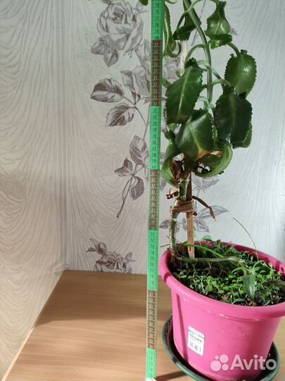 Каланхоэ лечебное