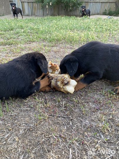 Щенки ротвейлера