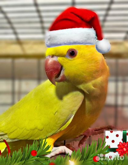 Попугайчики певчие и другие