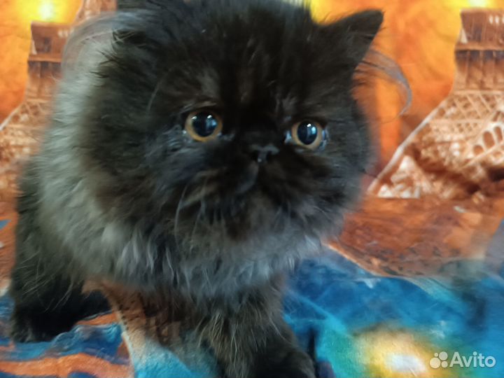 Персидские котята
