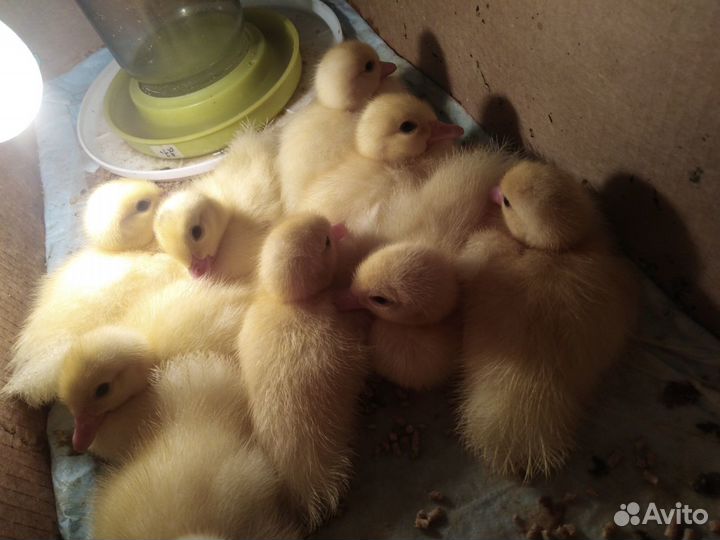 Индоутята и Индоутки