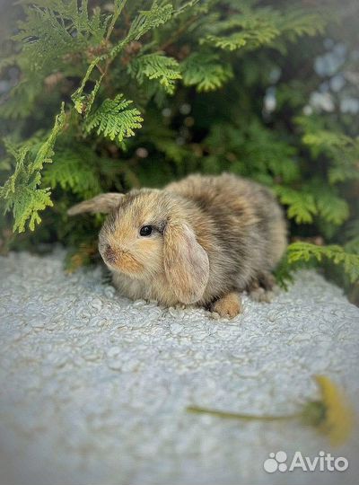 Декоративный кролик с доставкой за 1 день