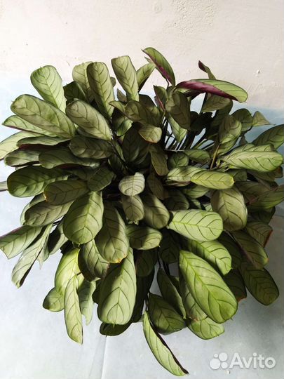 Ктенанта Амагрис