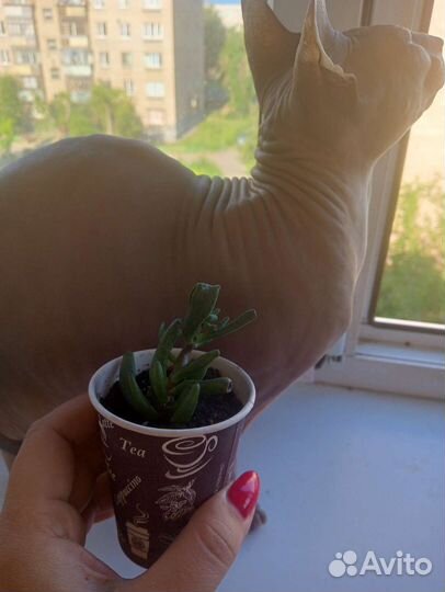 Суккуленты красула хоббит