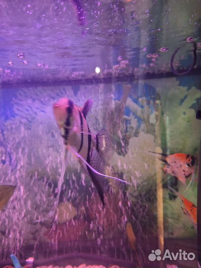 Рыба скалярии