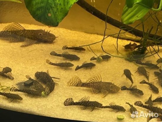 Сомы анциструсы