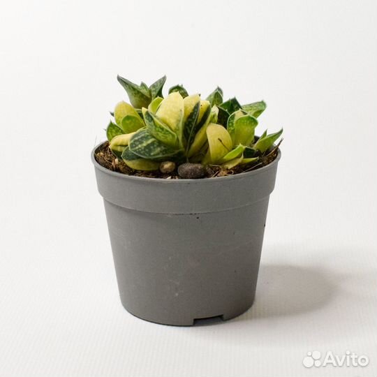 Гастерия бородавчатая Вариегата D-7