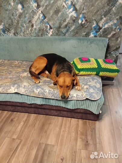 Случка собак