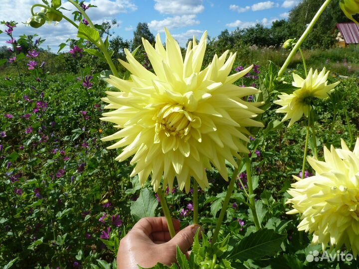Георгины, картофель, котовник, пустырник и др