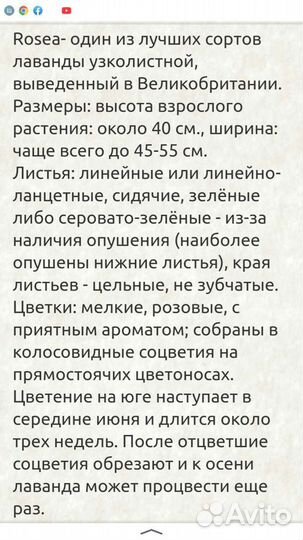 Лаванда узколистная розовая