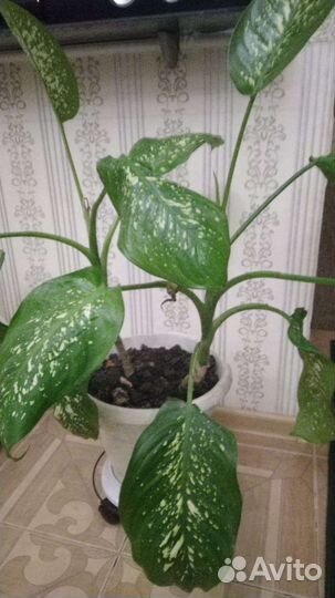 Диффенбахия