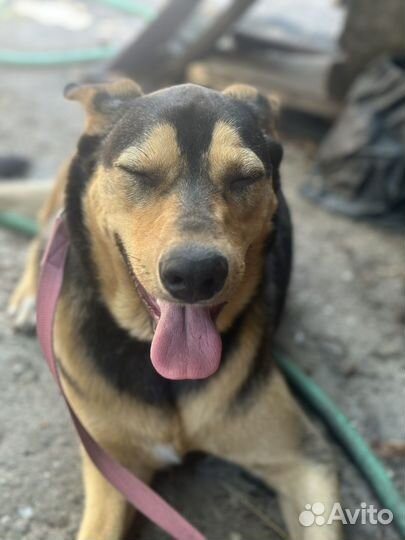 Метис овчарки