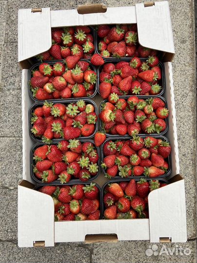 Клубника свежая отправка в регионы