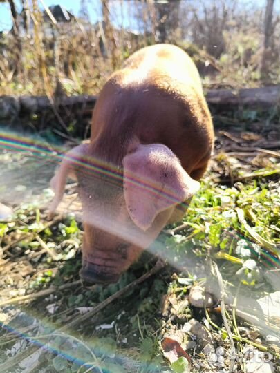 Поросята породы дюрок