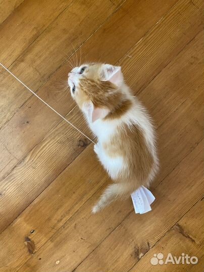 Котёнок девочка