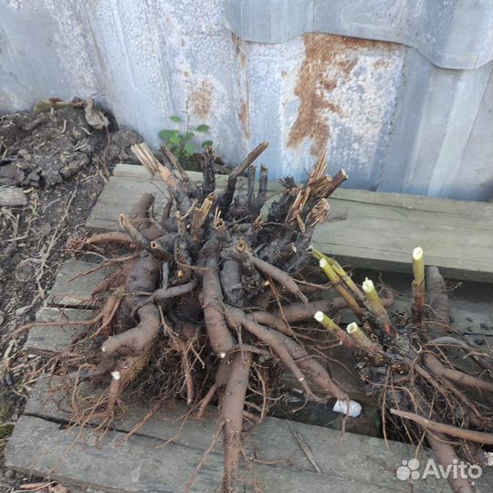 Рассада многолетних цветов