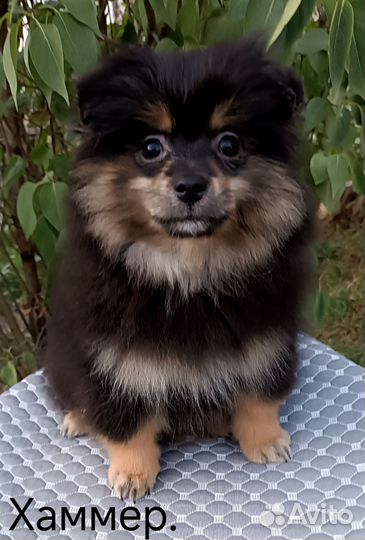 Шикарный щенок шпица Хаммер