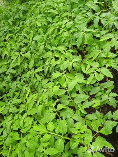 Рассада помидор и перцев