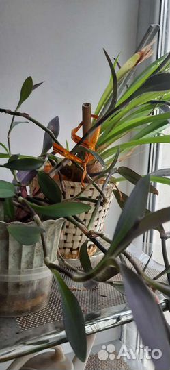 Хатиора, декабрист, драцена