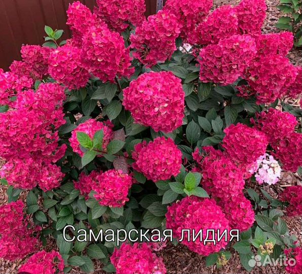 Саженцы гортензии Самарская Лидия