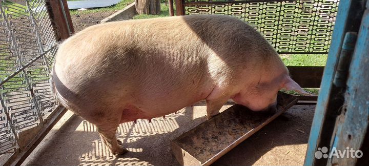 Молодой хряк на племя