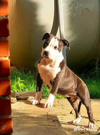 Амстафф щенок девочка