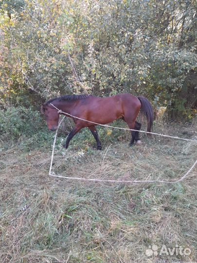 Лошадь жеребец