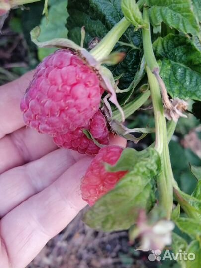 Малина без шипная, гордость России