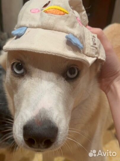 Хвостики ищут дом