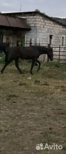 Элитный жеребчик