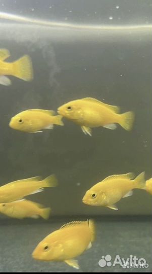 Аквариумные рыбы