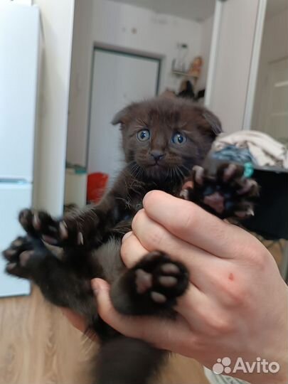 Британские котята(бронь)